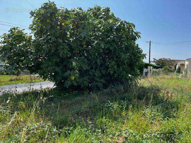 Terrain à SAINT-CESAIRE