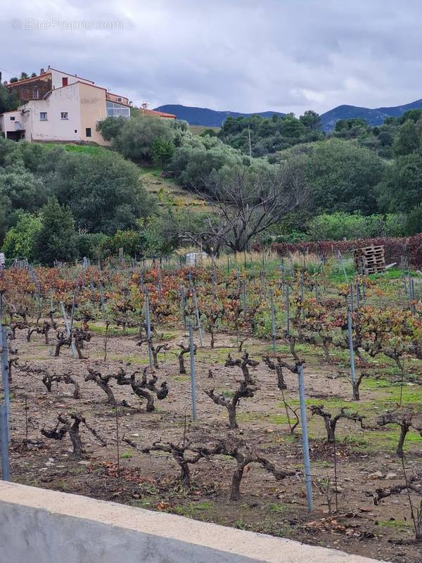 Terrain à BANYULS-SUR-MER