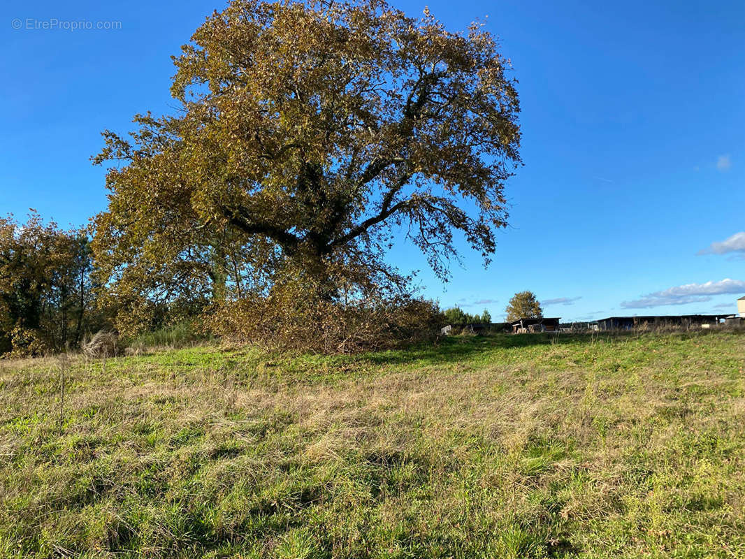 Terrain à RION-DES-LANDES