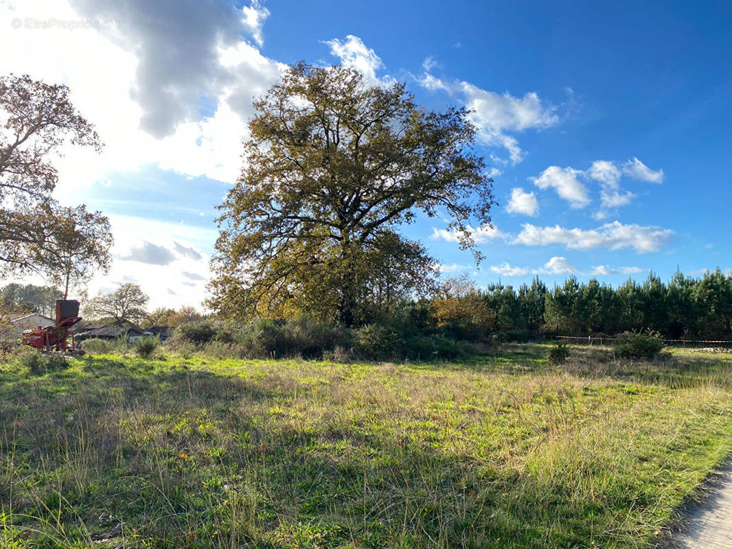 Terrain à RION-DES-LANDES