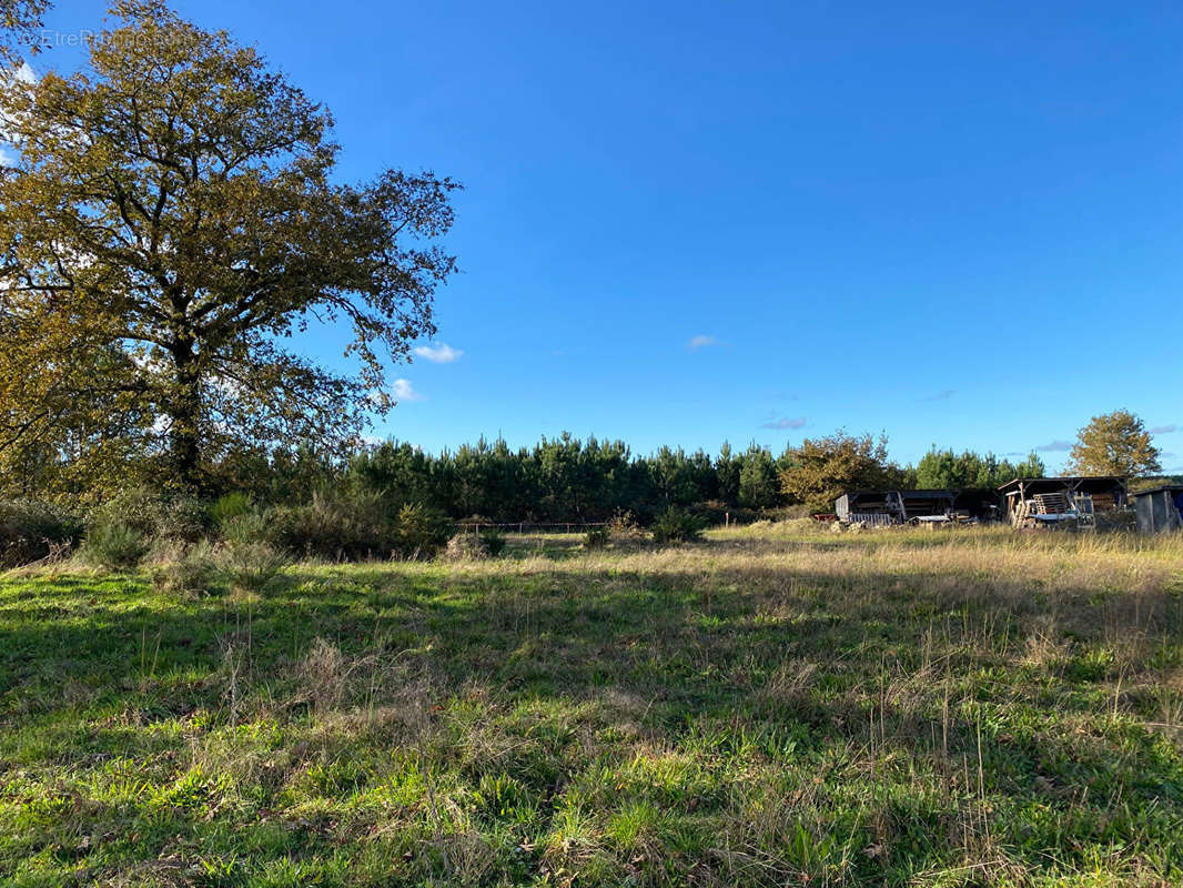 Terrain à RION-DES-LANDES