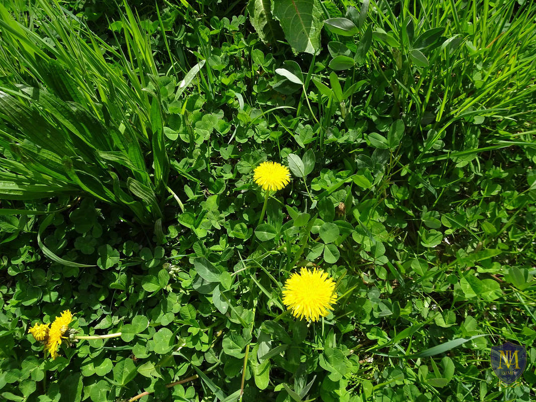 Terrain à RANSPACH-LE-BAS