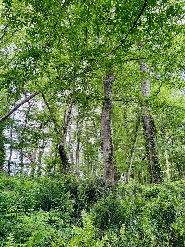 Terrain à MONTAGNE