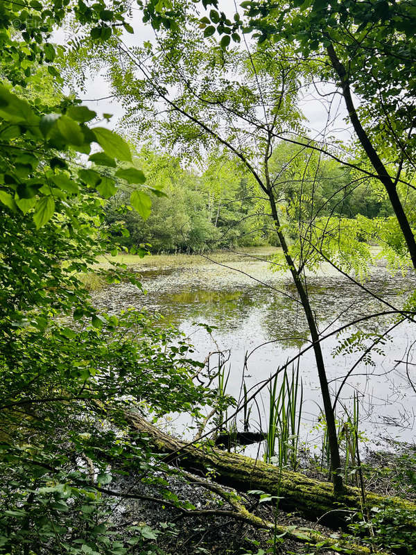 Terrain à MONTAGNE