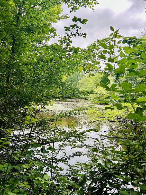 Terrain à MONTAGNE