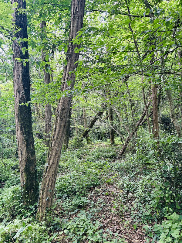 Terrain à MONTAGNE