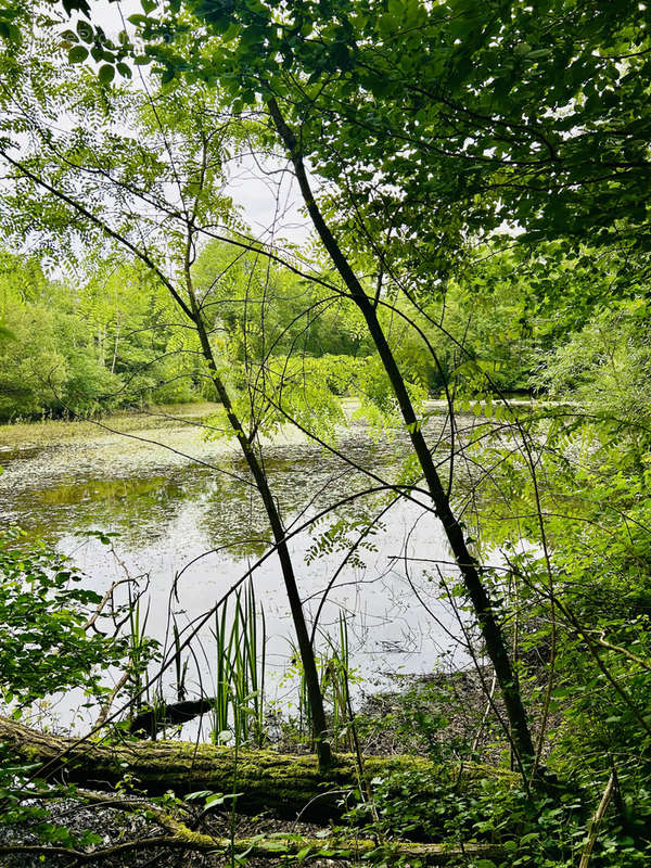 Terrain à MONTAGNE