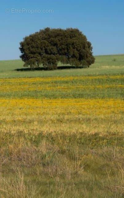 Terrain à LES LUCS-SUR-BOULOGNE