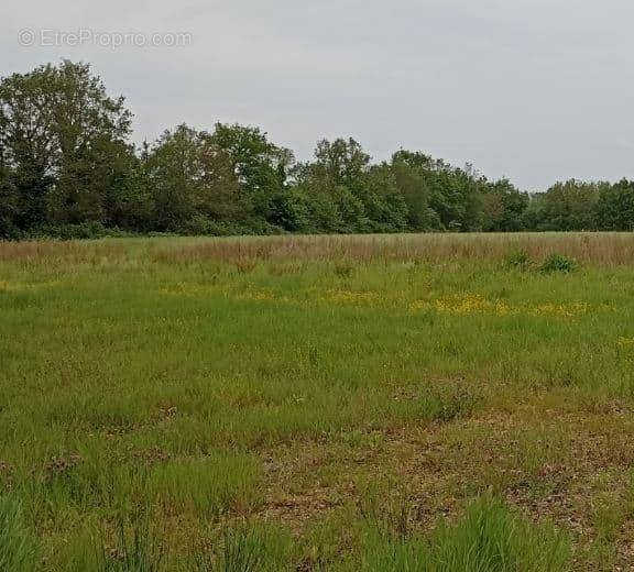 Terrain à LA ROCHE-SUR-YON