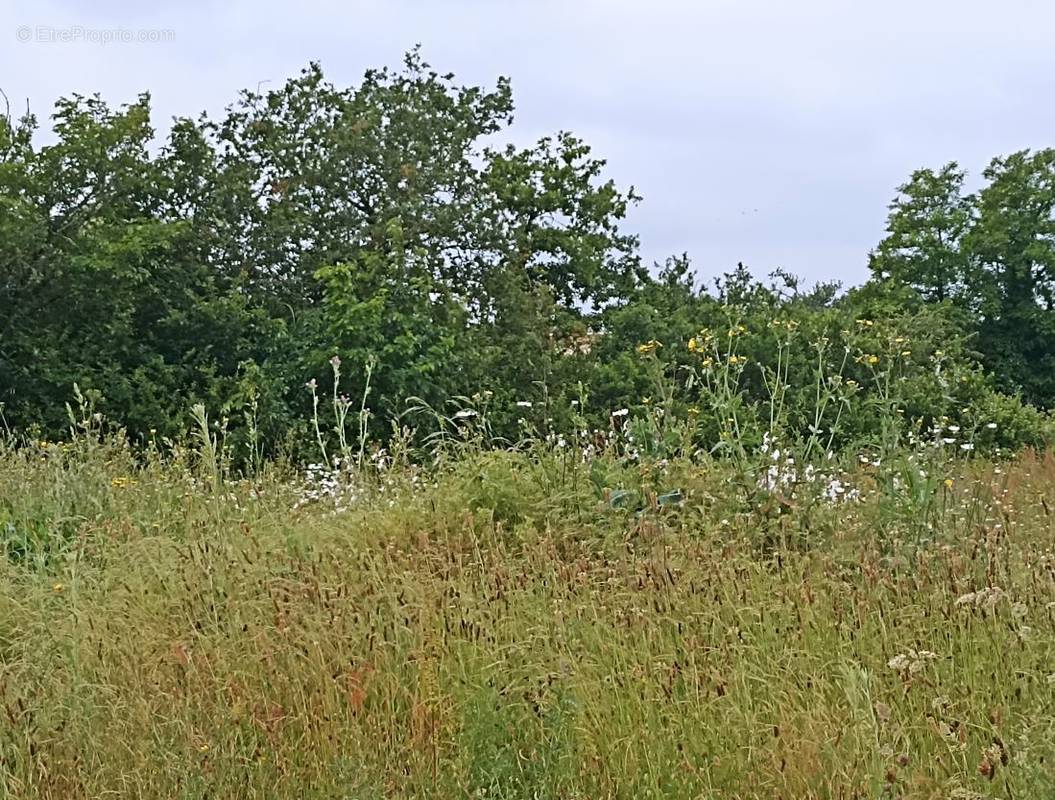 Terrain à LA ROCHE-SUR-YON