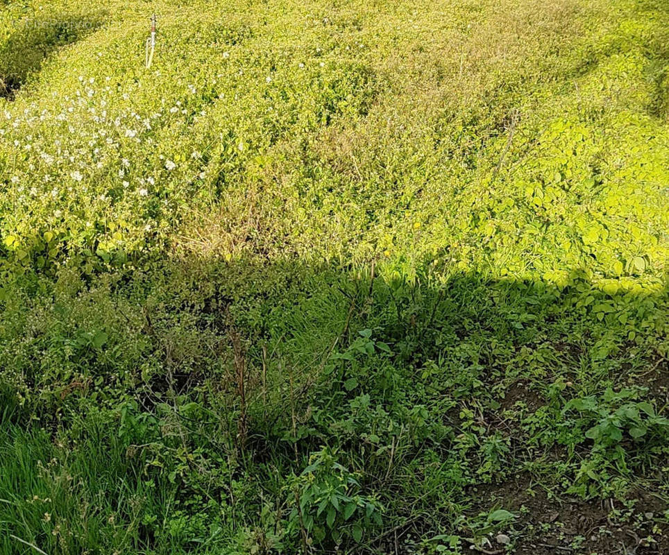 Terrain à LES SORINIERES