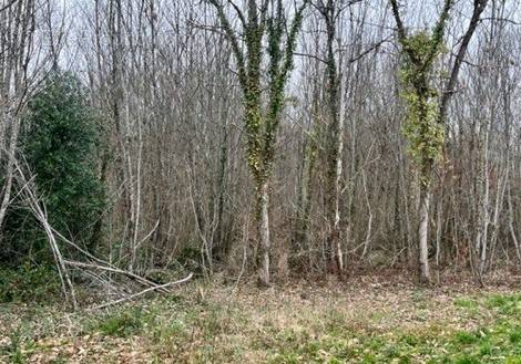 Terrain à RAZAC-SUR-L&#039;ISLE