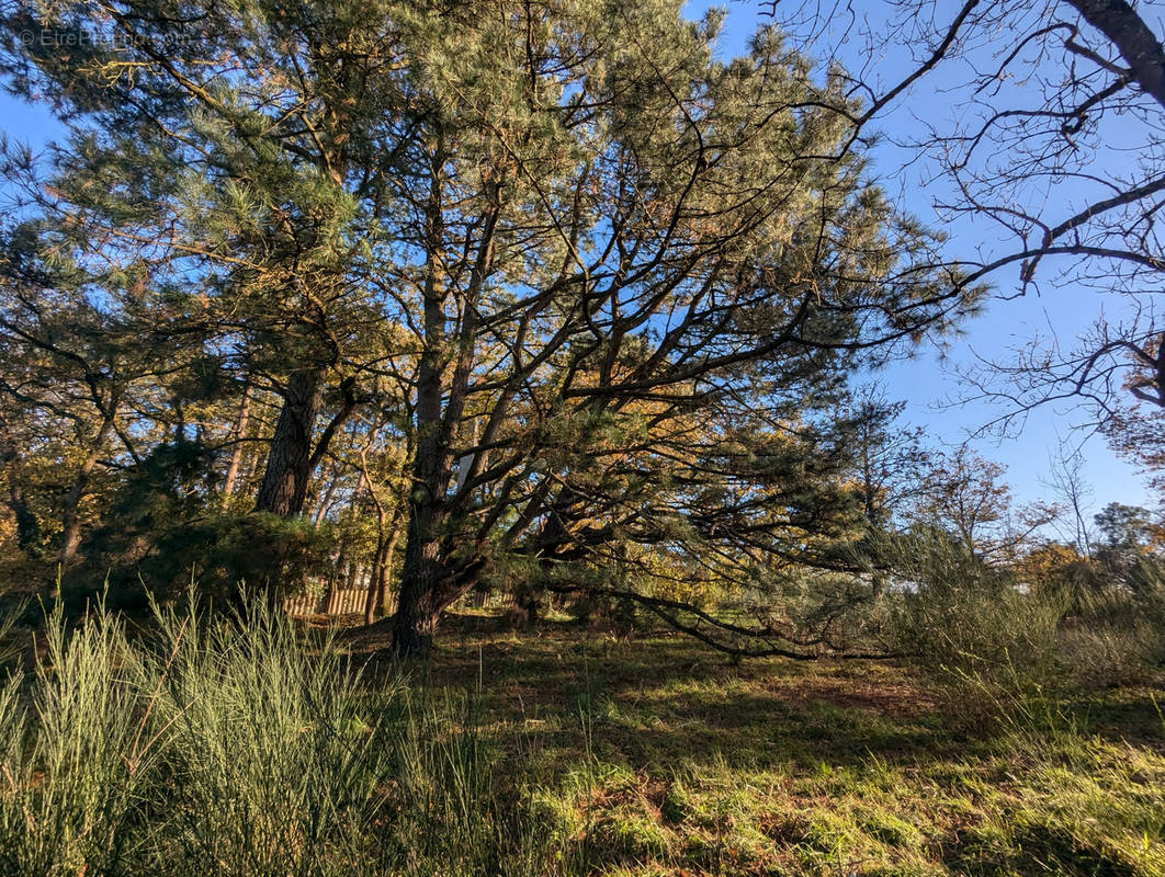 Terrain à CLISSON