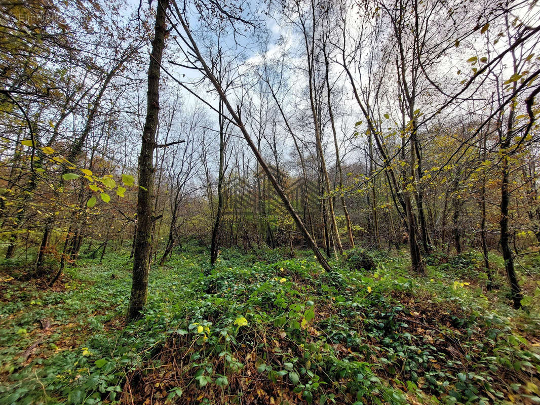 Terrain à VENON