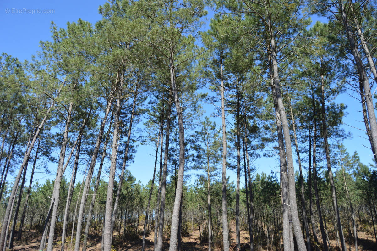 Terrain à SEIGNOSSE