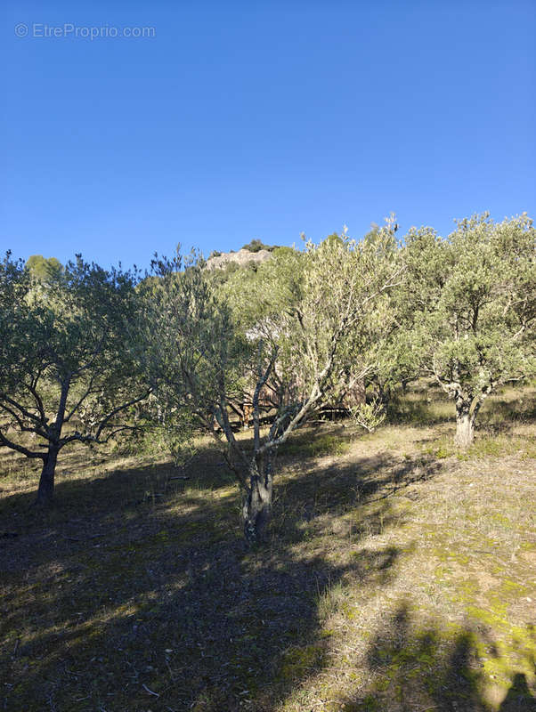 Terrain à LIMOUX