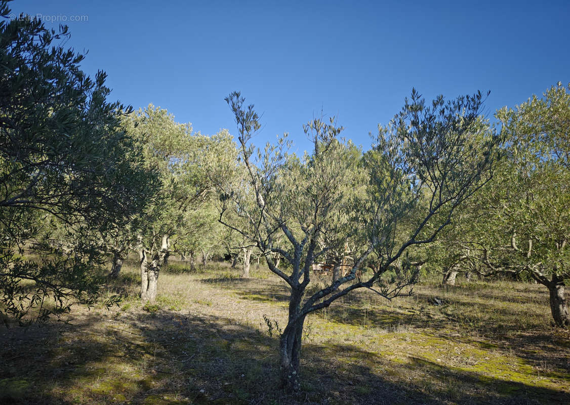 Terrain à LIMOUX