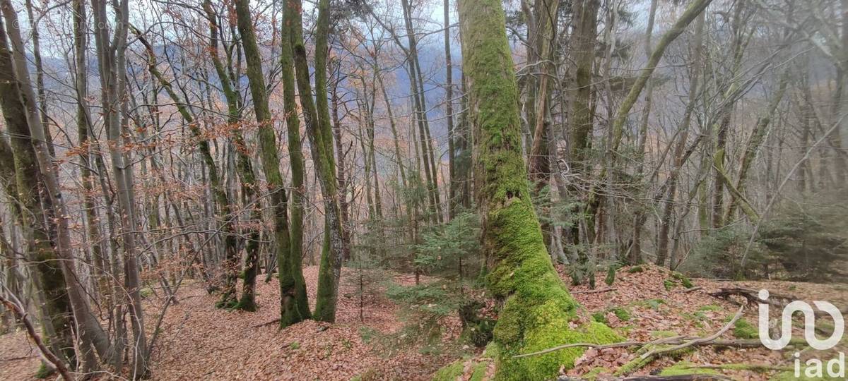 Photo 1 - Terrain à SAINT-GEORGES-DES-HURTIERES