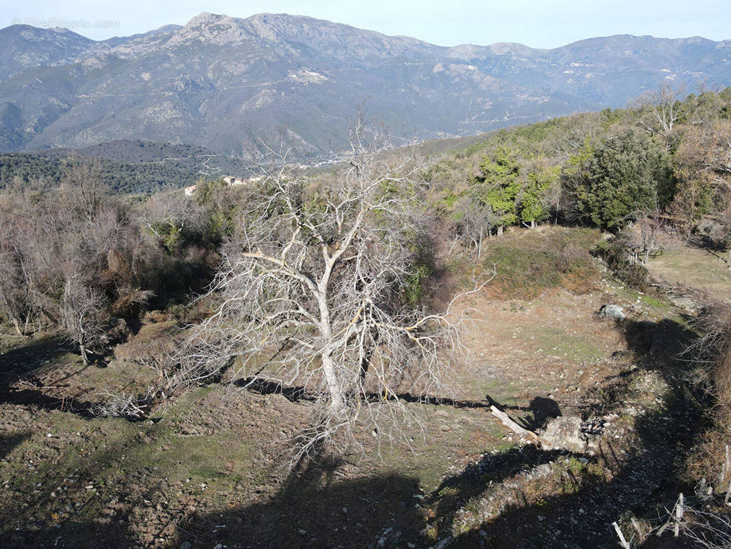 Terrain à VALLE-DI-ROSTINO