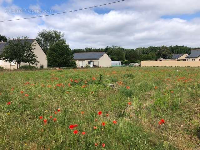 Terrain à SAINTE-GEMMES-SUR-LOIRE