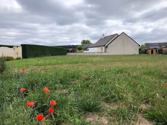 Terrain à CHALONNES-SUR-LOIRE