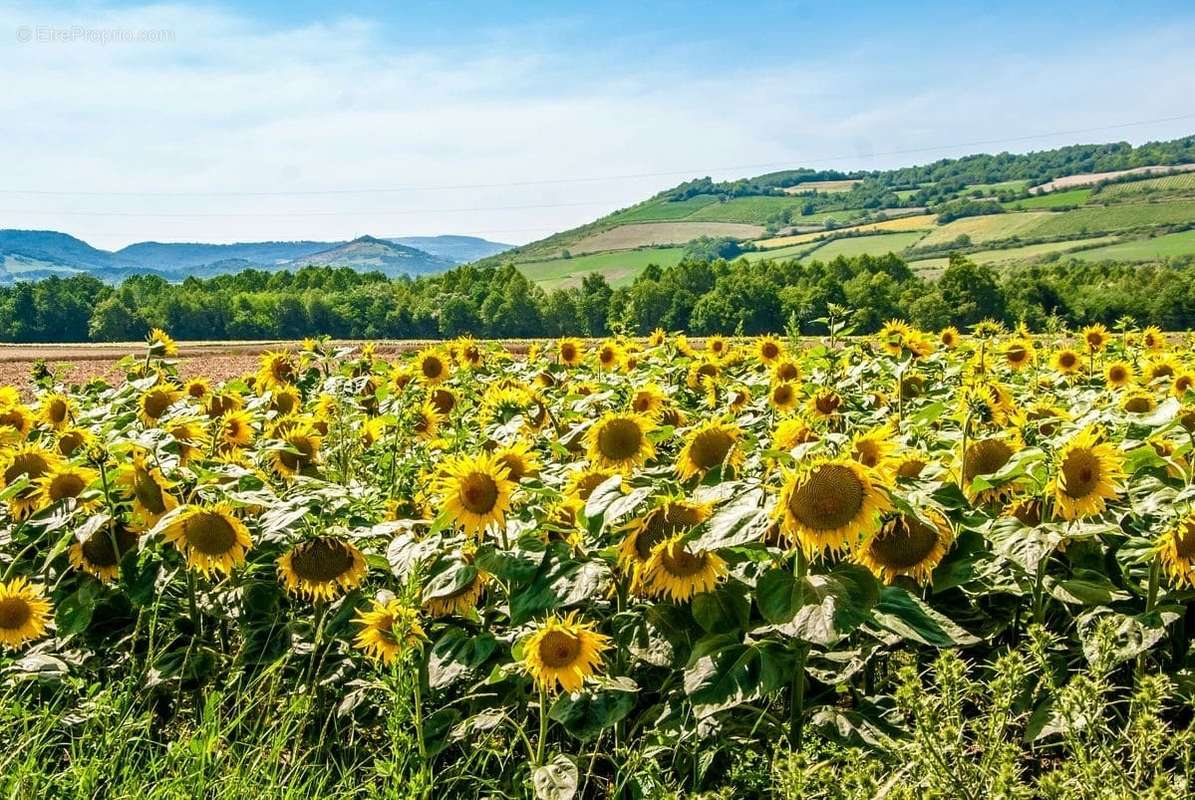 Terrain à LA BAZOGE