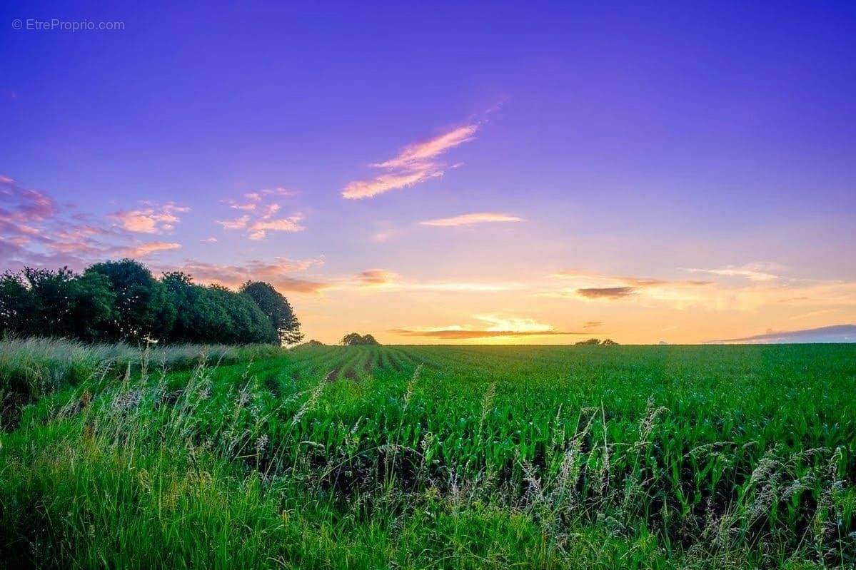 Terrain à MONTRICHARD