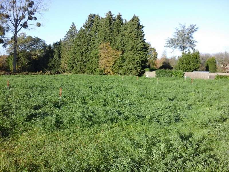 Terrain à MUR-DE-SOLOGNE