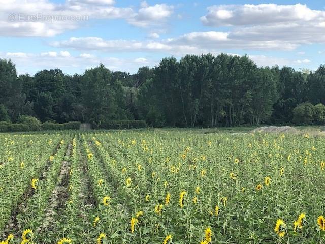 Terrain à CHOUZE-SUR-LOIRE