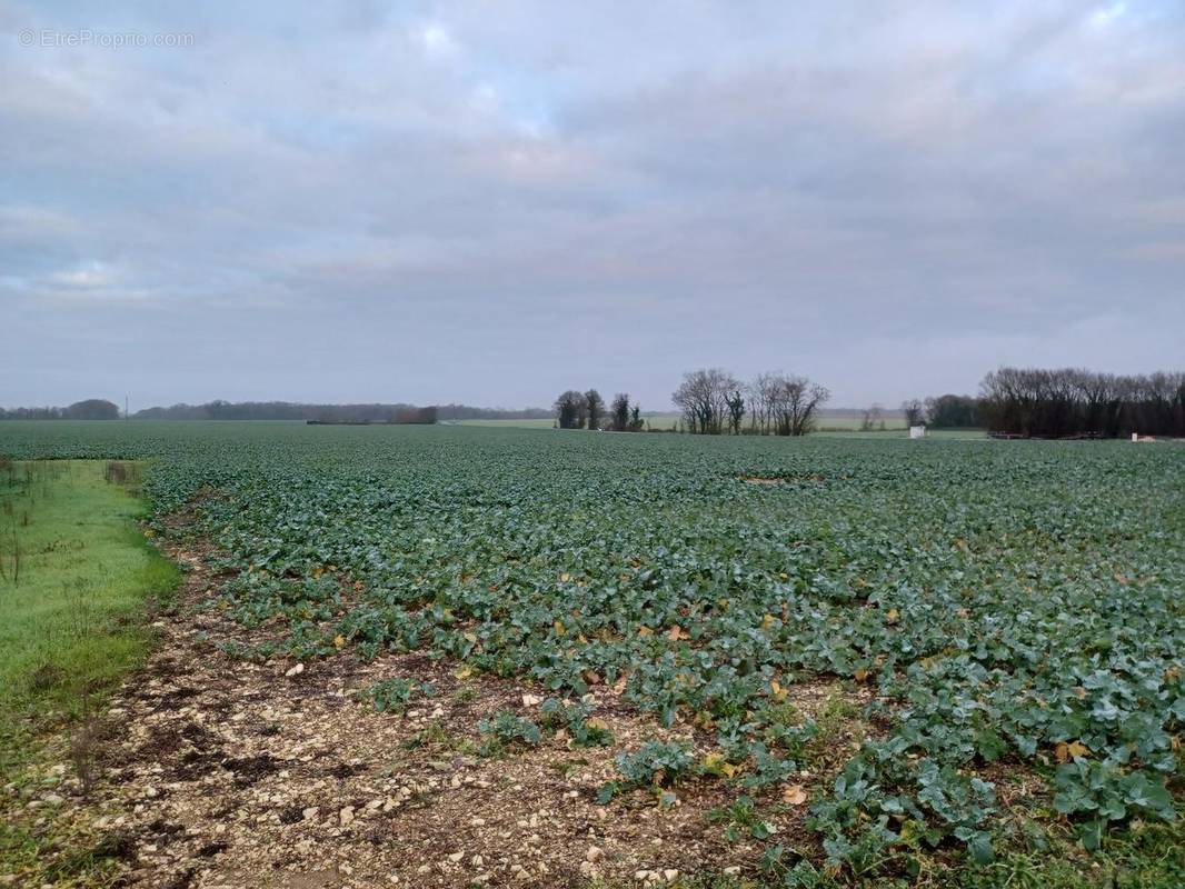 Terrain à SAINT-DENIS-D&#039;OLERON