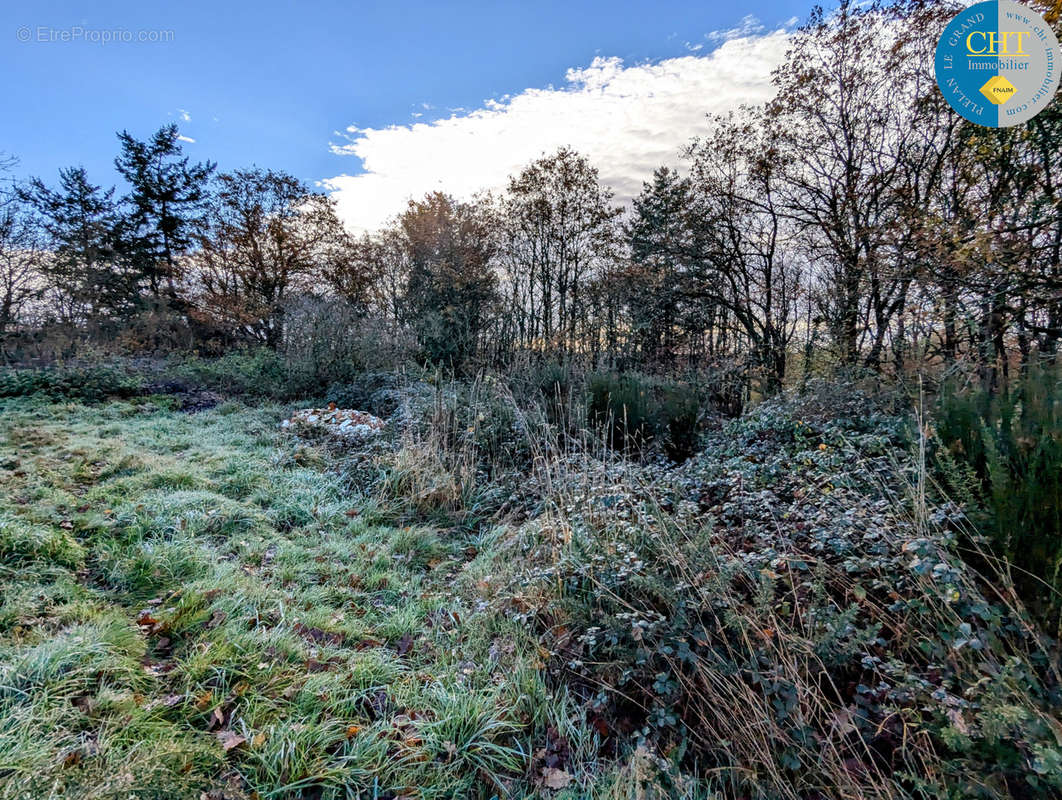 Terrain à MONTENEUF