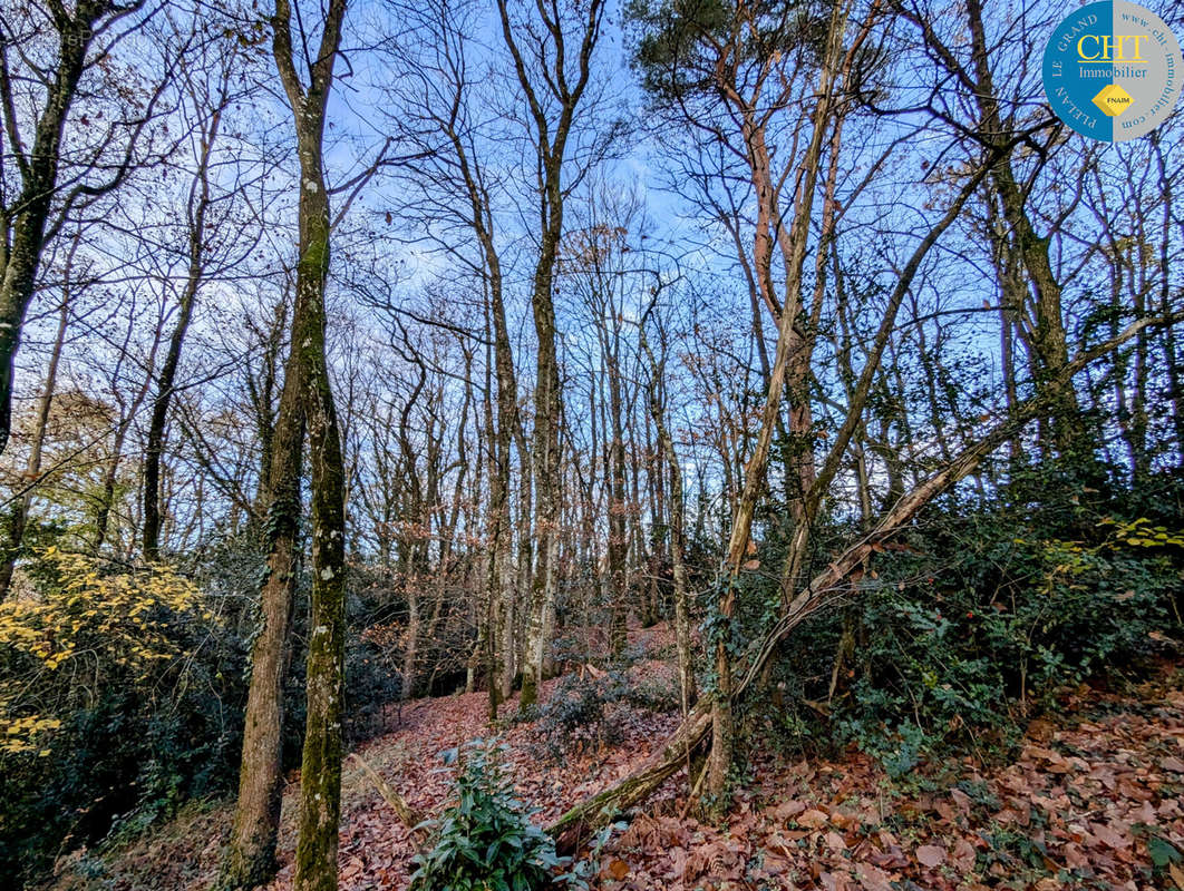 Terrain à MONTENEUF