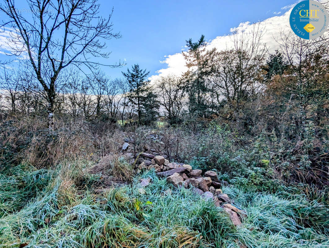 Terrain à MONTENEUF