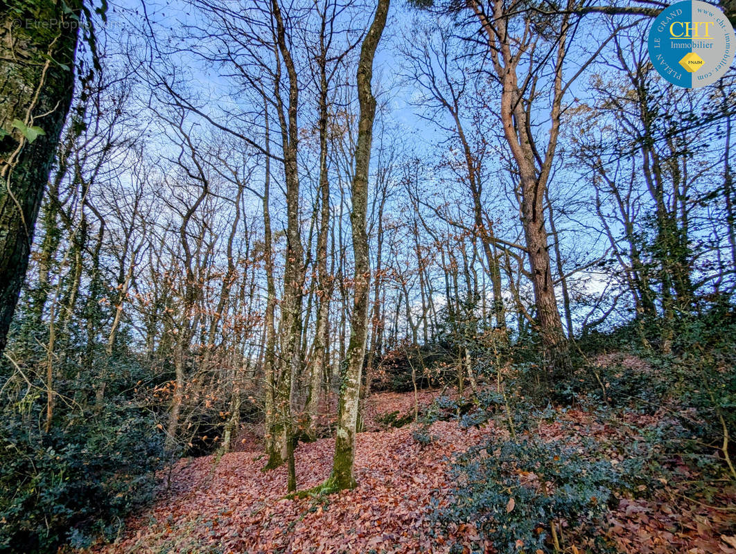 Terrain à MONTENEUF