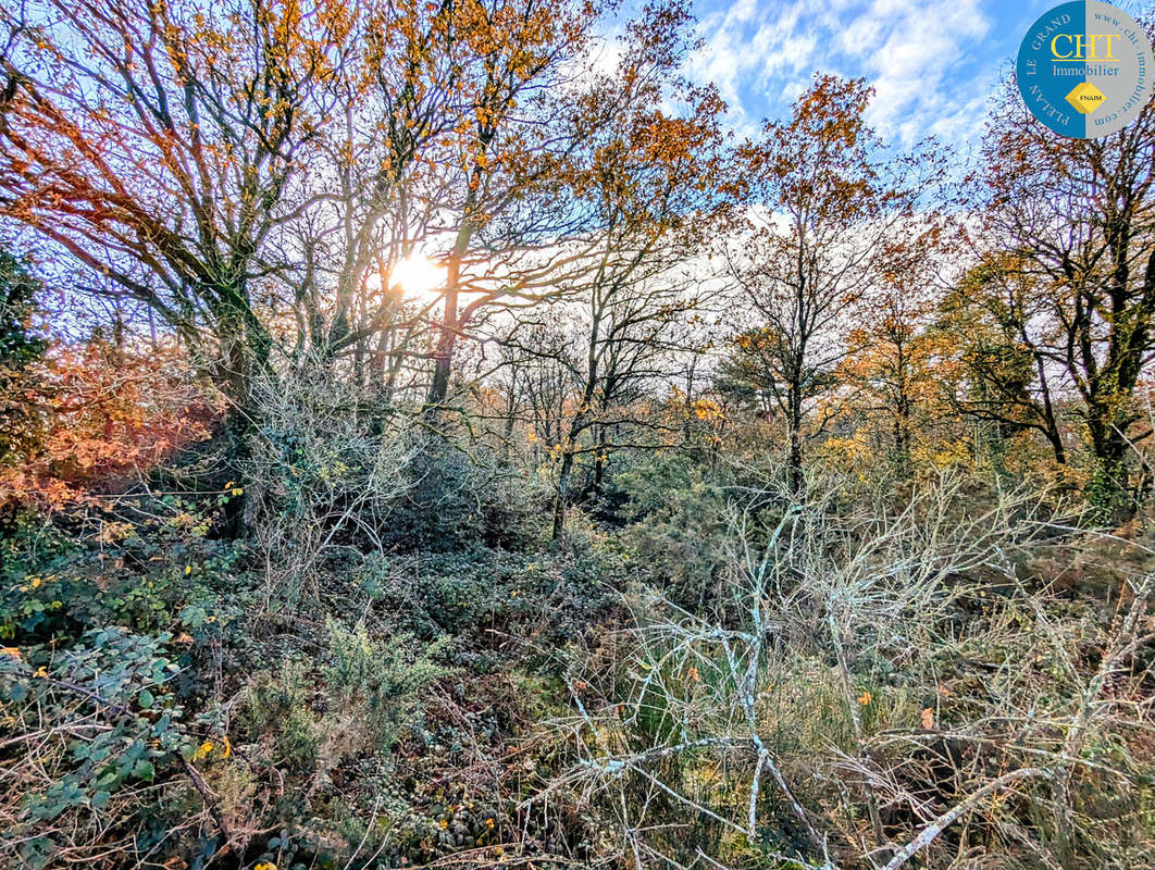 Terrain à MONTENEUF