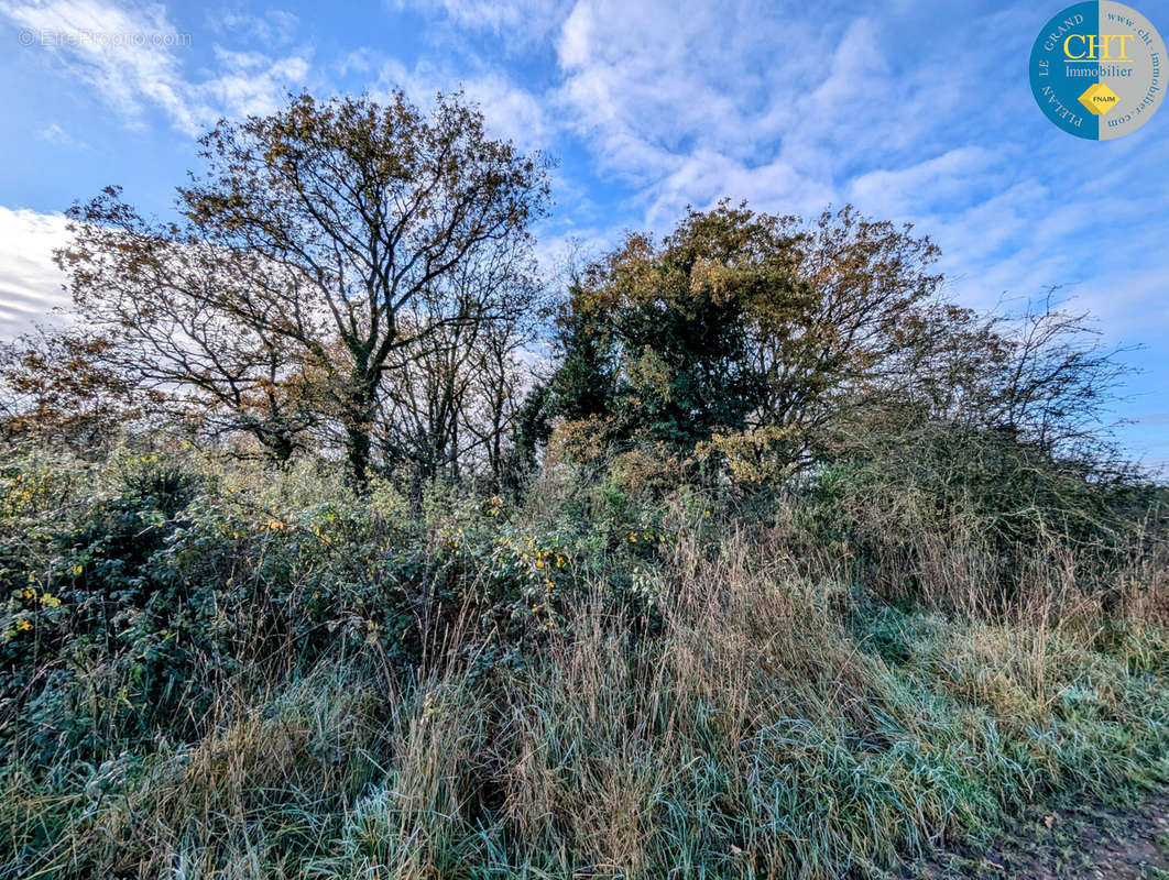 Terrain à MONTENEUF