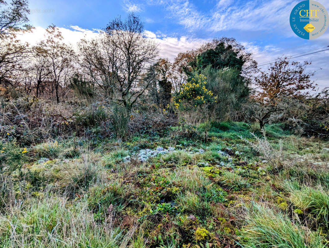 Terrain à MONTENEUF