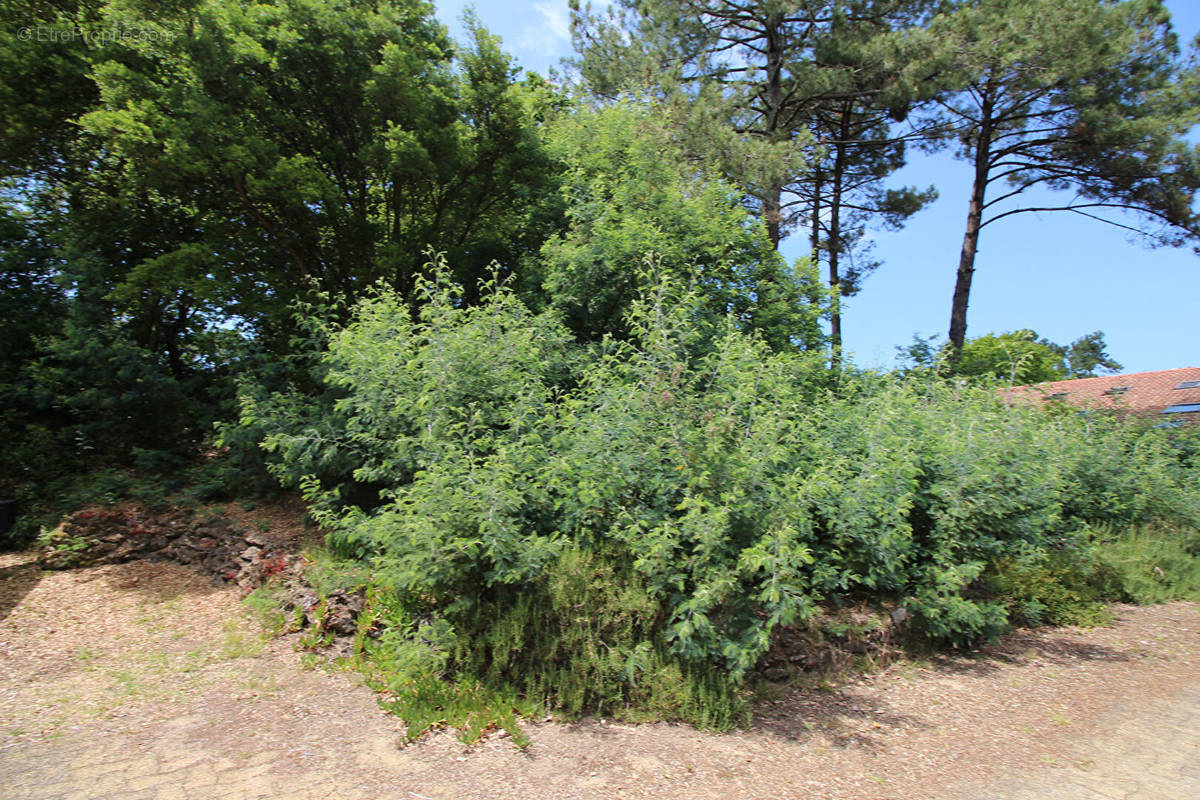 Terrain à CAPBRETON