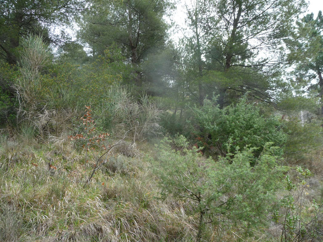 Terrain à CASTELLAR