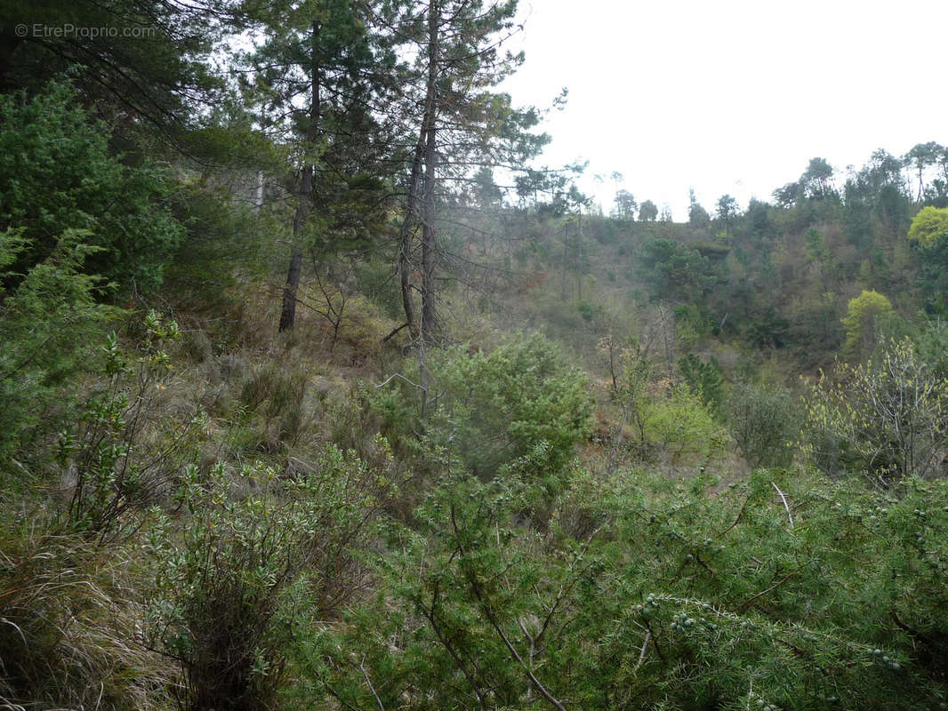 Terrain à CASTELLAR