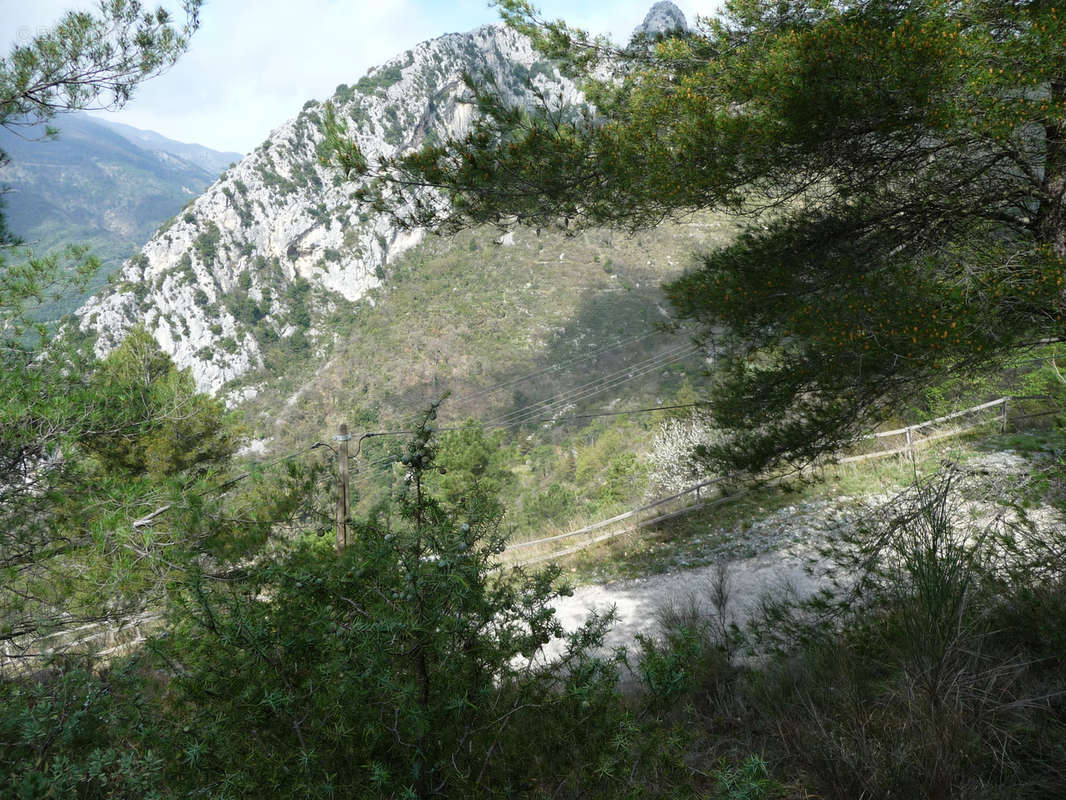 Terrain à CASTELLAR