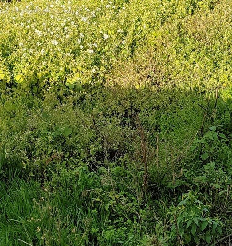 Terrain à LE BIGNON