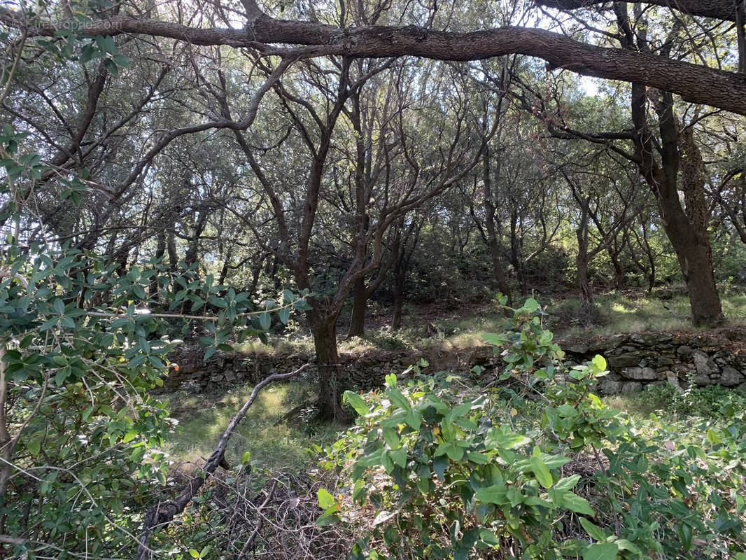 Terrain à SANTA-MARIA-DI-LOTA