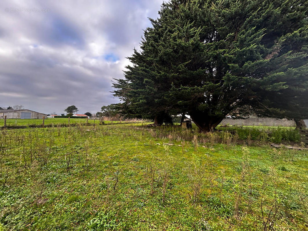 Terrain à SAINT-HILAIRE-DE-RIEZ