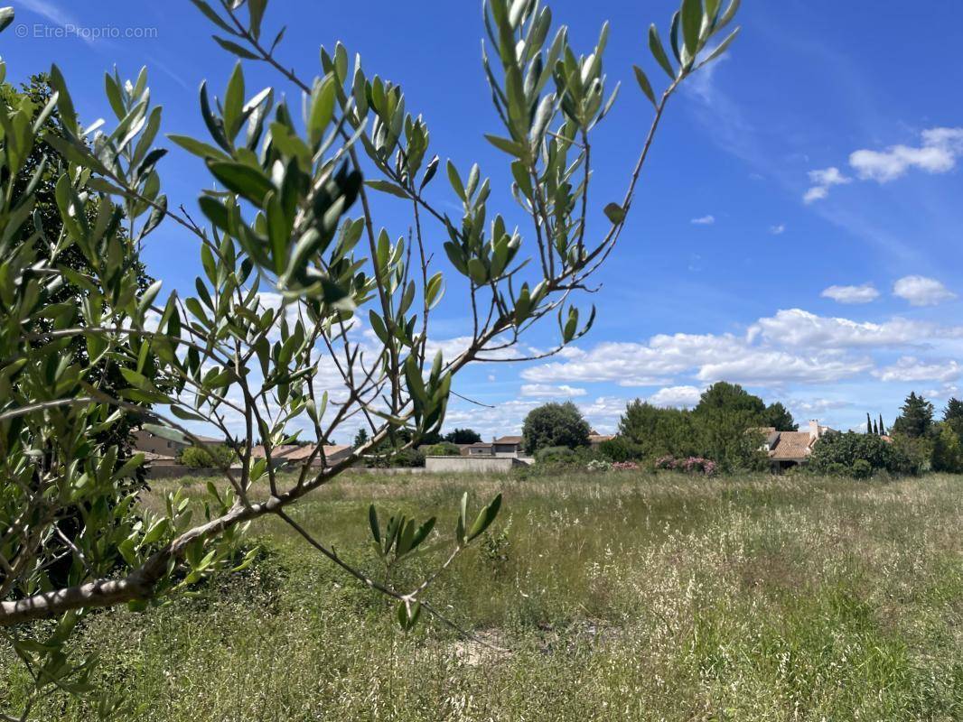 Terrain à FONTVIEILLE