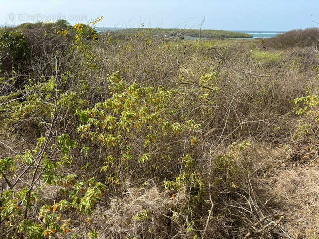 Terrain à SAINTE-ANNE