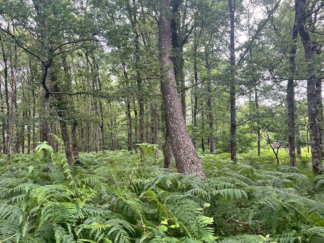 Terrain à BOUZY-LA-FORET