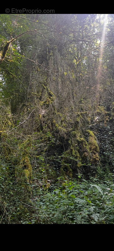 Terrain à VILLECONIN