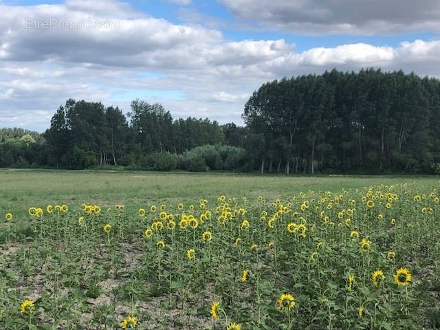 Terrain à ARTANNES-SUR-INDRE