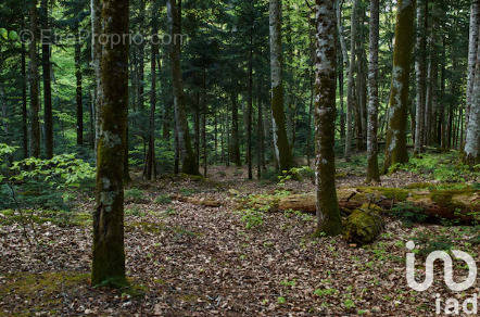 Photo 1 - Terrain à FORGES-LES-BAINS